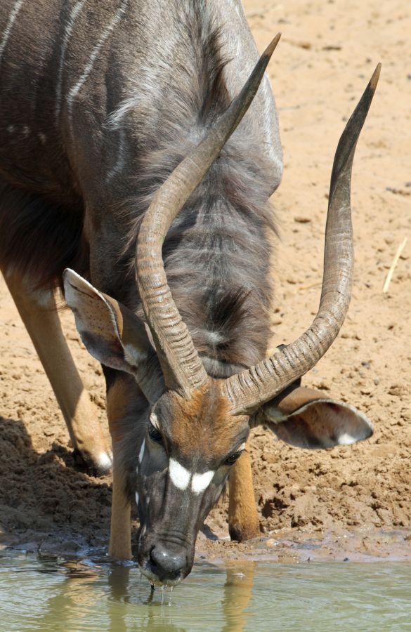 NYALA..  male.    headshot..JPG