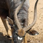NYALA..  male.    headshot..JPG