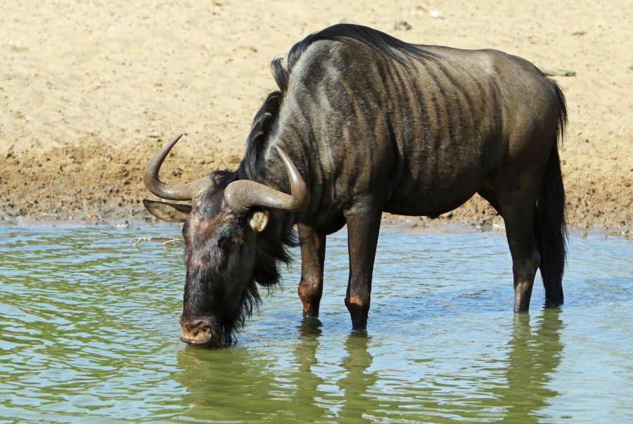 WILDEBEEST.   BLUE..JPG