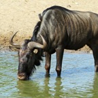 WILDEBEEST.   BLUE..JPG