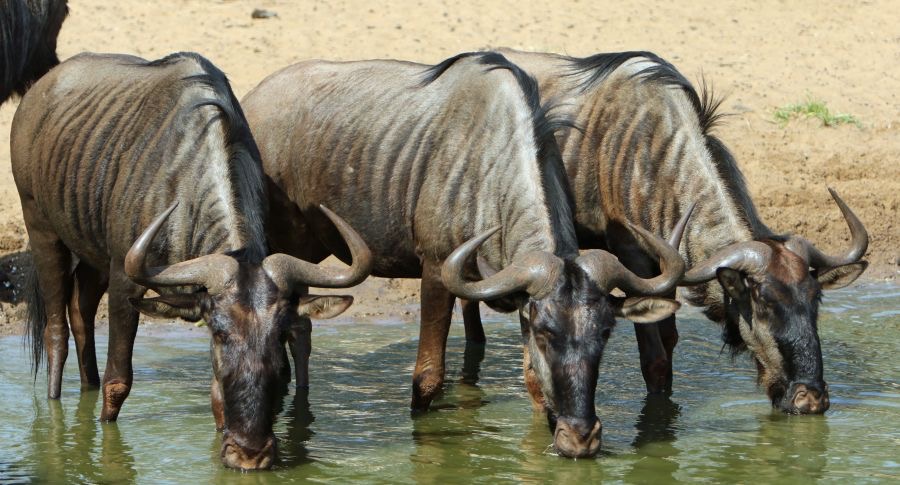 WILDEBEESTS  BLUE     trio.  drinking.JPG