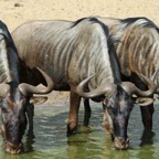 WILDEBEESTS  BLUE     trio.  drinking.JPG