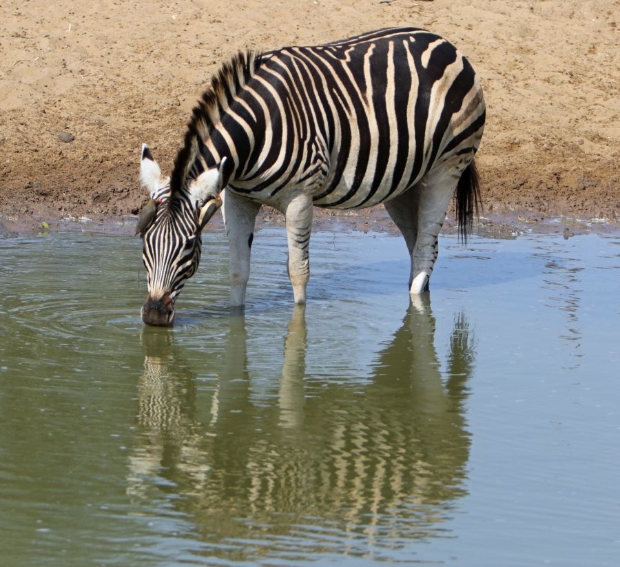 ZEBRA   .BURCHELLS.   reflection.JPG