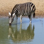 ZEBRA   .BURCHELLS.   reflection.JPG