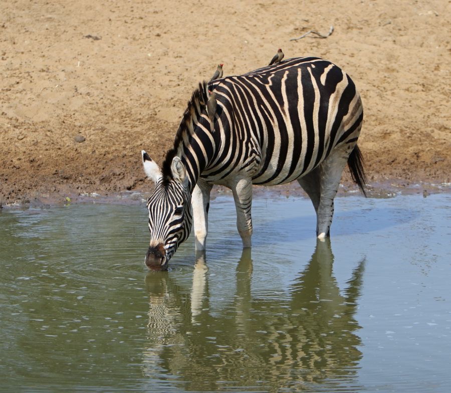 ZEBRA.   BURCHELLS.   drinking.JPG