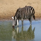 ZEBRA.   BURCHELLS.   drinking.JPG