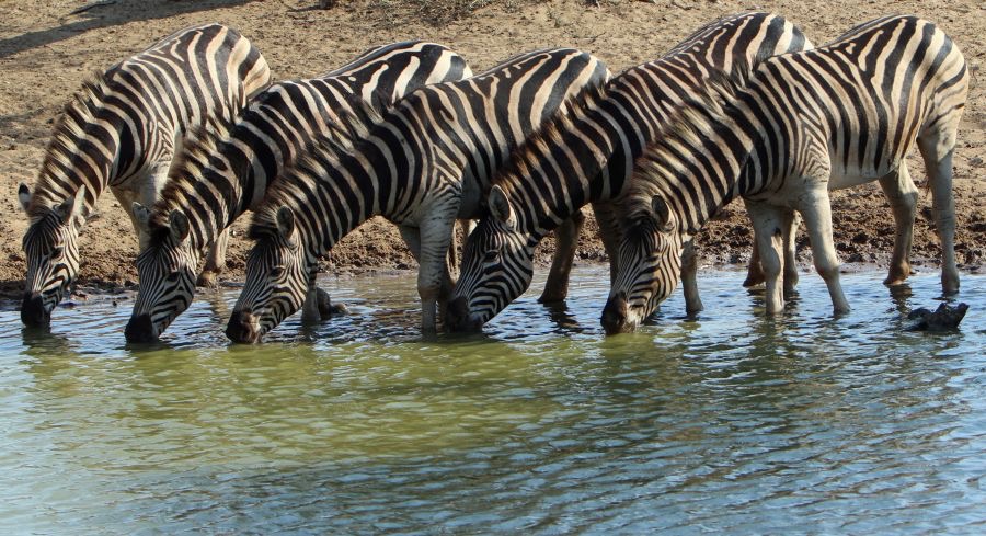 ZEBRAS  BUCHELLS.   large group.JPG