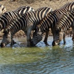 ZEBRAS  BUCHELLS.   large group.JPG