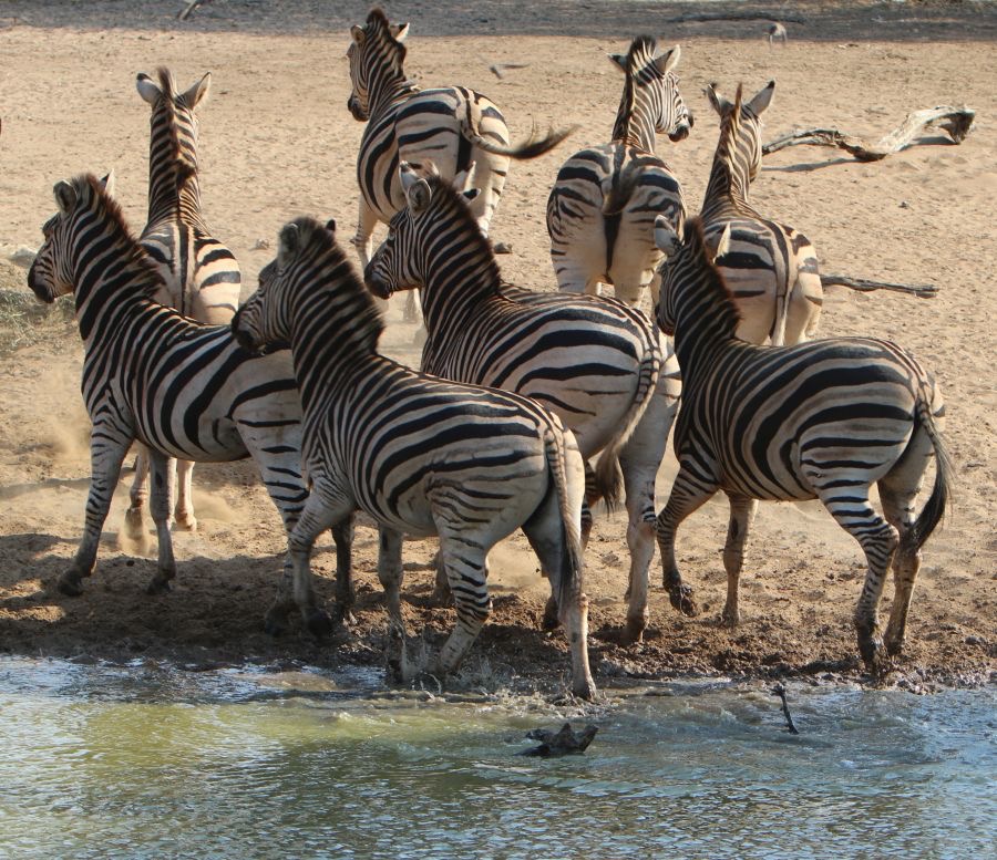 ZEBRAS  BURCHELLS  finished drinking.JPG