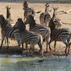 ZEBRAS  BURCHELLS  finished drinking.JPG