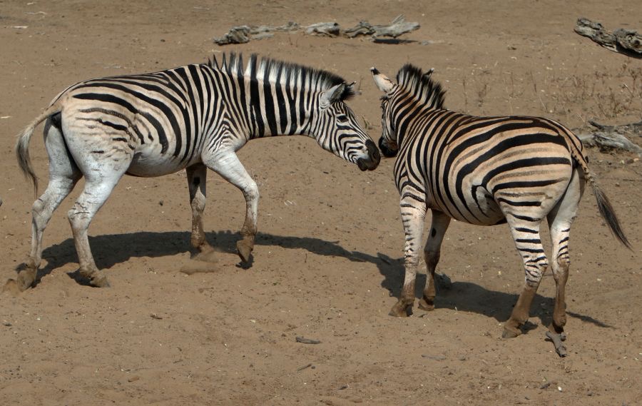 ZEBRAS  BURCHELLS.   confrontation ..JPG