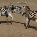 ZEBRAS  BURCHELLS.   confrontation ..JPG