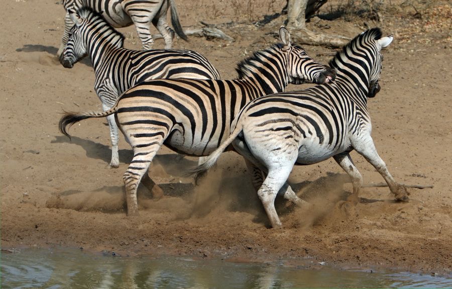 ZEBRAS  BURCHELLS.   rushing away..jpg