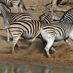 ZEBRAS  BURCHELLS.   rushing away..jpg