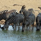 ZEBRAS  BURCHELLS.  group     let me join   in.JPG