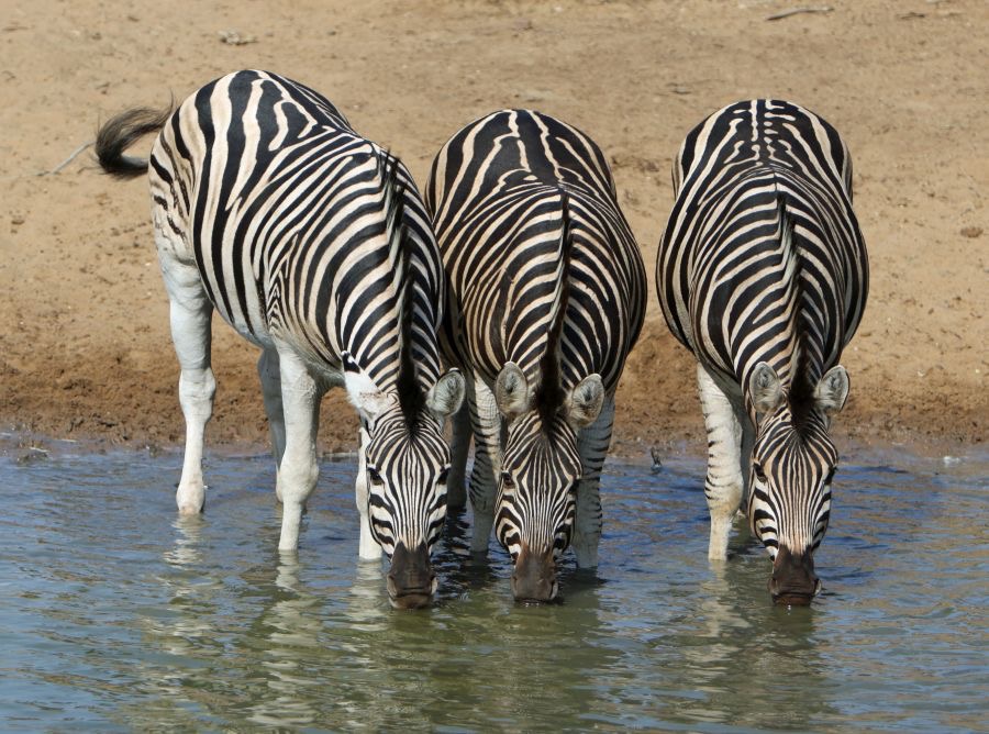 ZEBRAS BURCHELLS..    trio  drinking...JPG