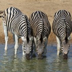 ZEBRAS BURCHELLS..    trio  drinking...JPG