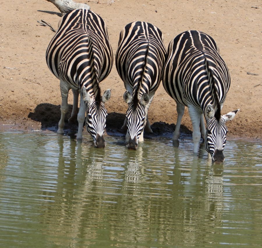 ZEBRAS. BURCHELLS     trio.   drinking.JPG