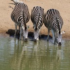 ZEBRAS. BURCHELLS     trio.   drinking.JPG
