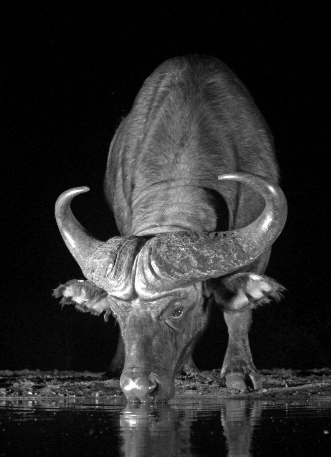 BUFFALO...  drinking at Night..jpg