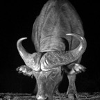 BUFFALO...  drinking at Night..jpg