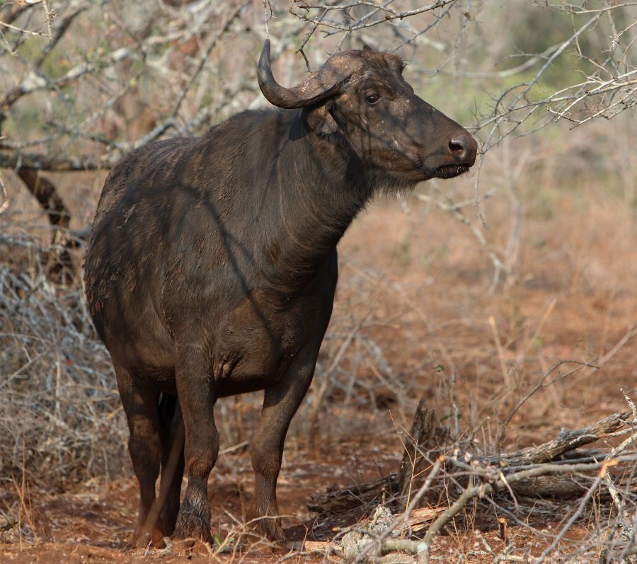 BUFFALO........            in the bush..JPG