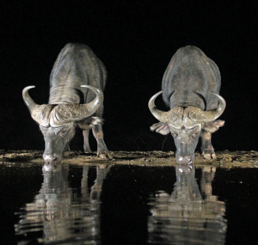 BUFFALOS..  both drinking at night.JPG