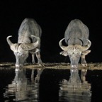 BUFFALOS..  both drinking at night.JPG