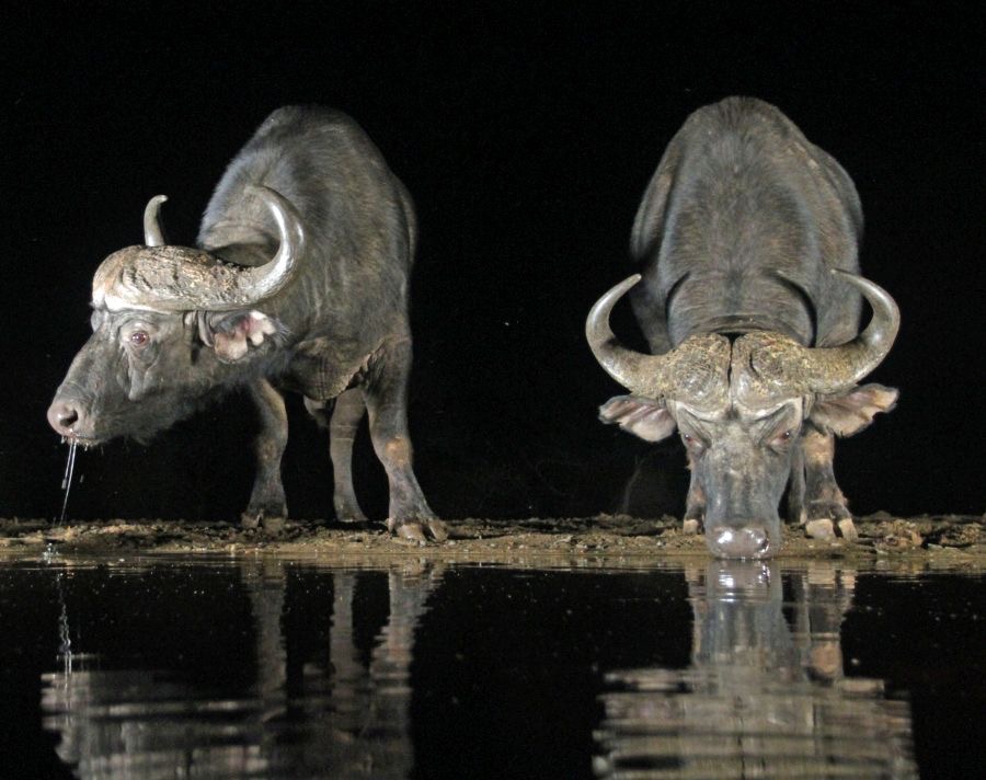 BUFFALOS...        at waterhole...JPG
