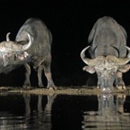BUFFALOS...        at waterhole...JPG