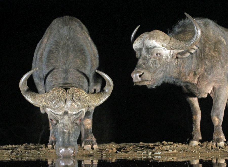 BUFFALOS....       at waterhole.JPG