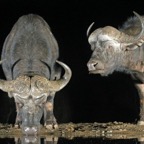 BUFFALOS....       at waterhole.JPG