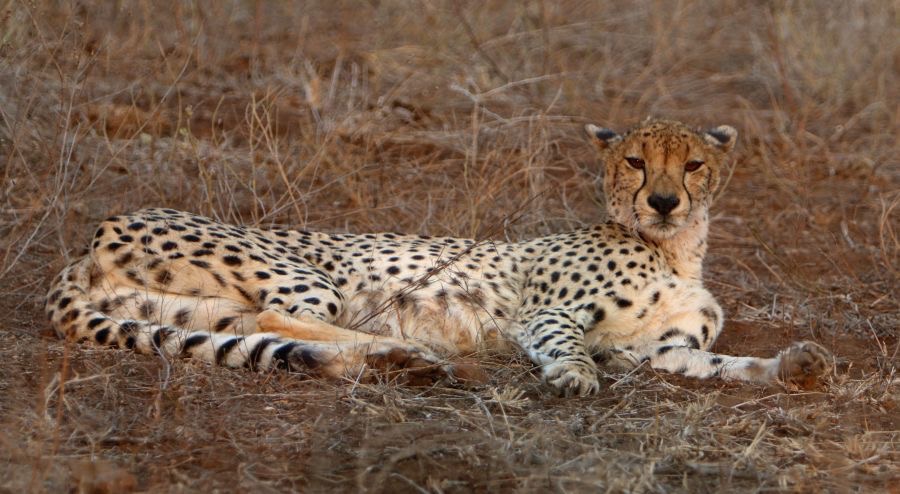 CHEETAH.   relaxing.JPG