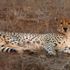 CHEETAH.   relaxing.JPG