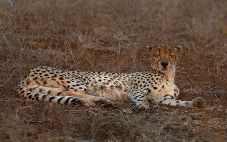 CHEETAH.  snoozing.JPG