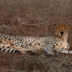 CHEETAH.  snoozing.JPG