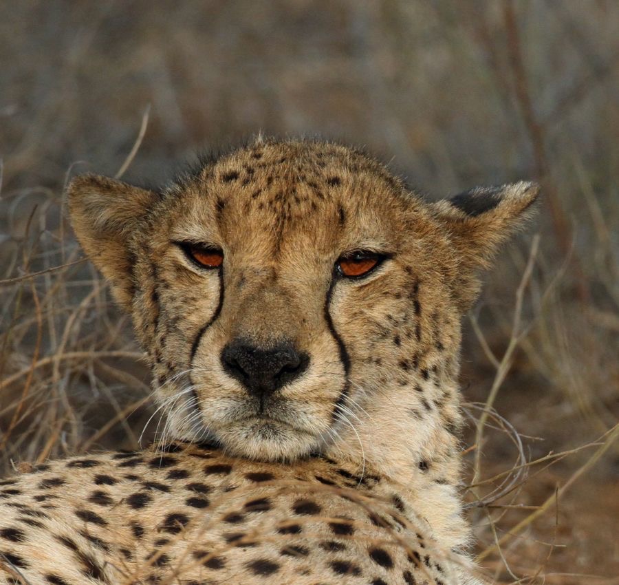 CHEETAH...         headshot.JPG