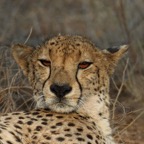 CHEETAH...         headshot.JPG