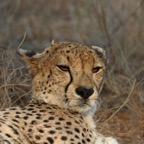 CHEETAH....      headshot.JPG