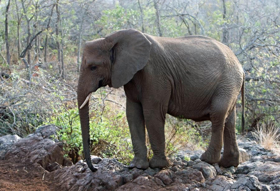 ELEPHANT          on rocks.JPG