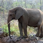 ELEPHANT          on rocks.JPG