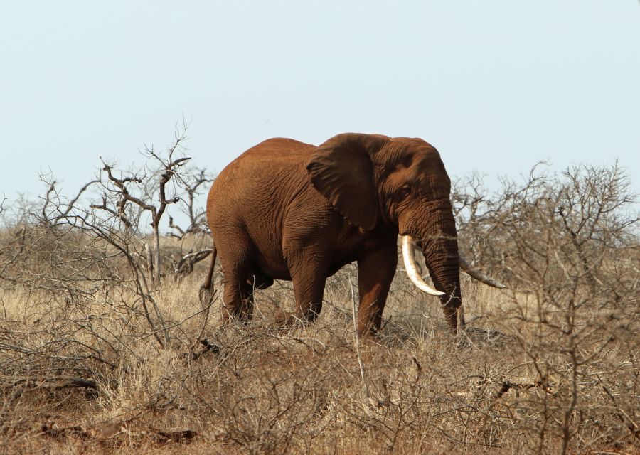 ELEPHANT .....      big tusker  after    rolling in redsand.JPG