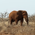 ELEPHANT .....      big tusker  after    rolling in redsand.JPG