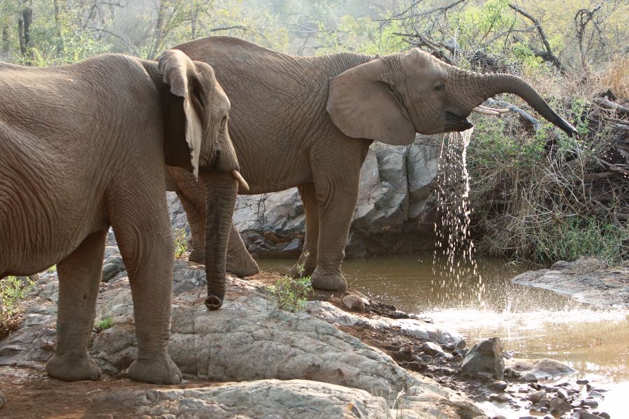 ELEPHANT..    drinking at pool.JPG