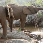 ELEPHANT..    drinking at pool.JPG