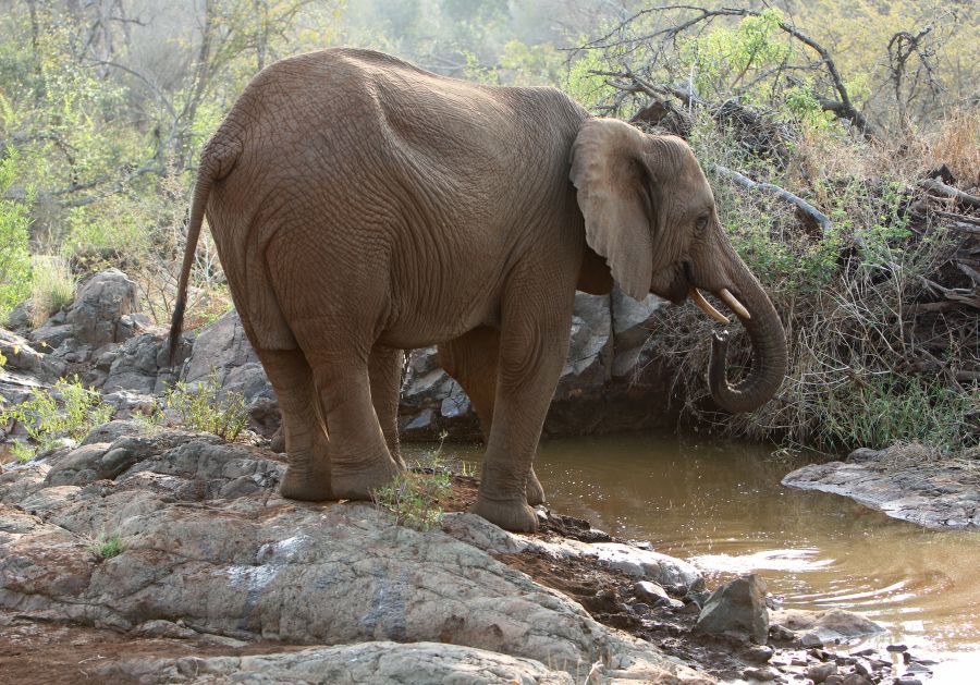 ELEPHANT..  .ready to drink.JPG