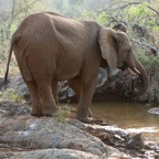 ELEPHANT..  .ready to drink.JPG
