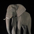 ELEPHANT...   coming to drink at night..jpg