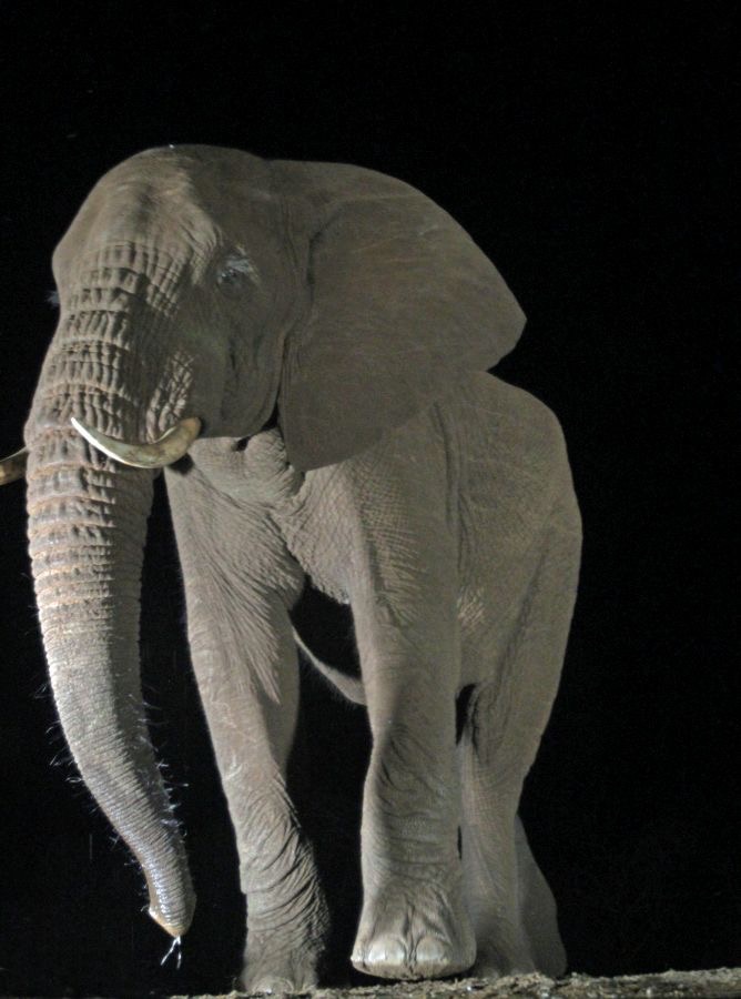ELEPHANT...  .drinking at night...JPG