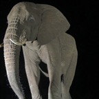 ELEPHANT...  .drinking at night...JPG